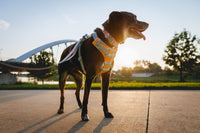 Ruffwear Front Range Leash